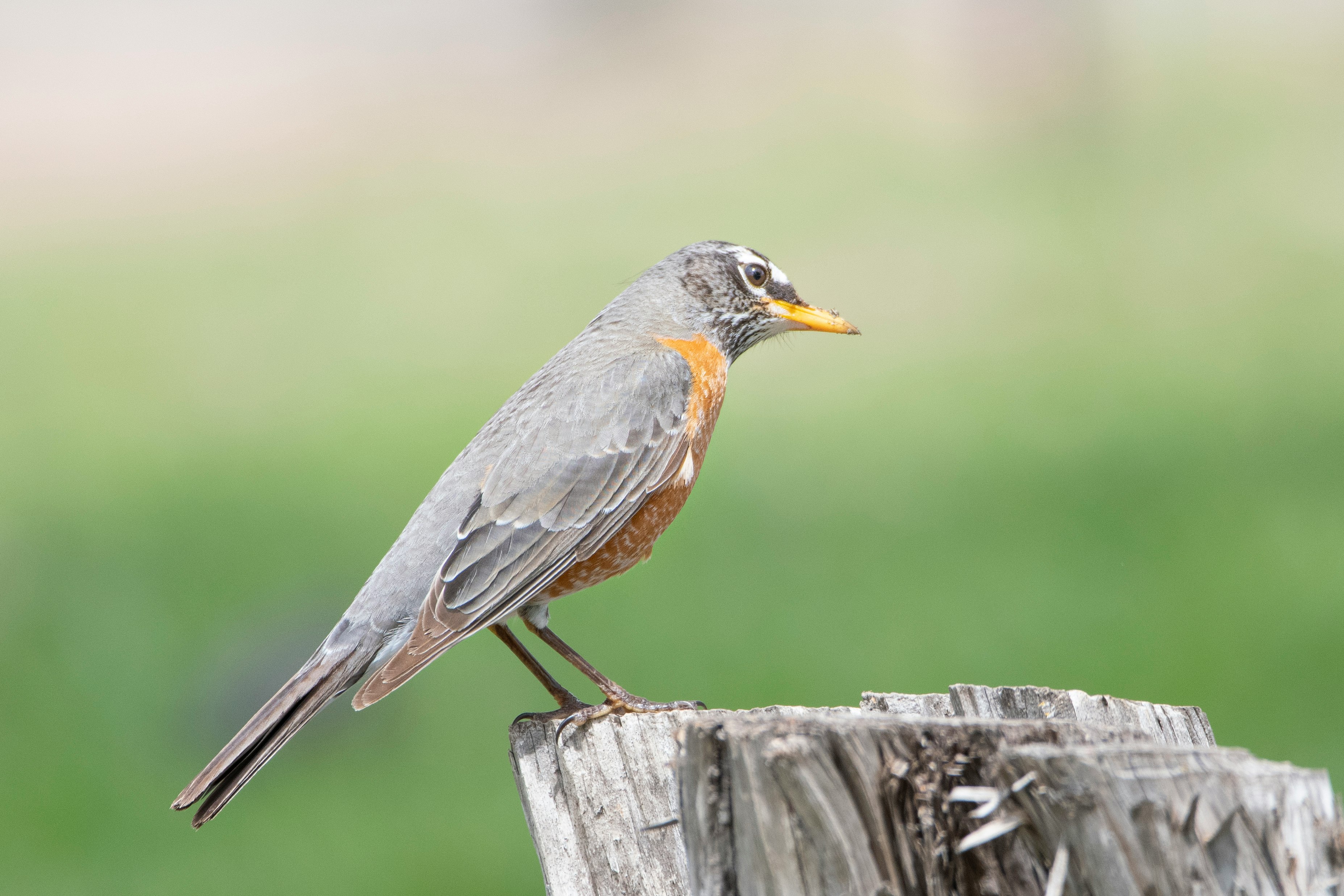 gray and brown bird on gray wooden fence during daytime